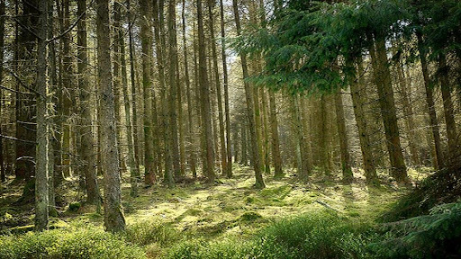 wide shot of archallagan forest