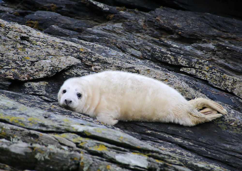 baby white seal lying on a rock