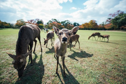 Japanese Nara deer staring into camera