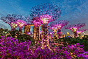 Gardens by the Bay night shot with lit up trees in Singapore